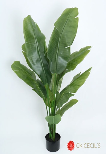 [413712] BANANA LEAF PLANT 150 CM.