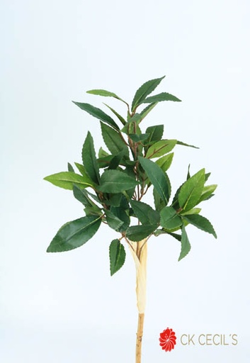 [4130255] BAY LEAF BRANCH NAT X 57LVS 1.1 MTS             (T.T. GREEN)