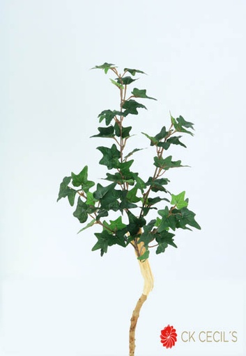 [4130260] ENGLISH IVY BRANCH NAT X66X1.1 T.T. GREEN