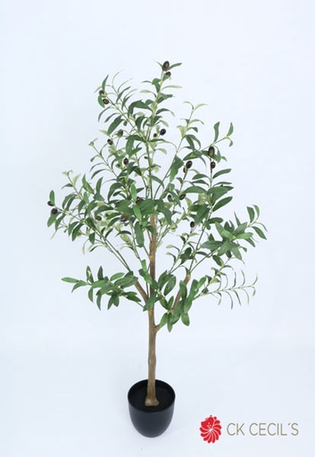 [413518] OLIVE TREE 1.20 MTS X 432 LVS