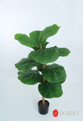 [413533] FIDDLE TREE X 14 LVS. X 91 CM.