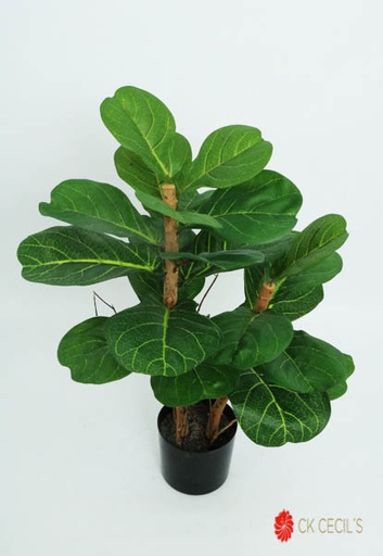 [413528] FIDDLE PLANT X 21 LVS. X 61 CM