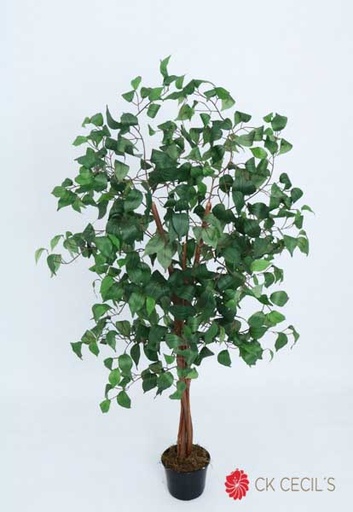 [4130312] FICUS ELECTRICO X 12 X1.20MT / GREEN
