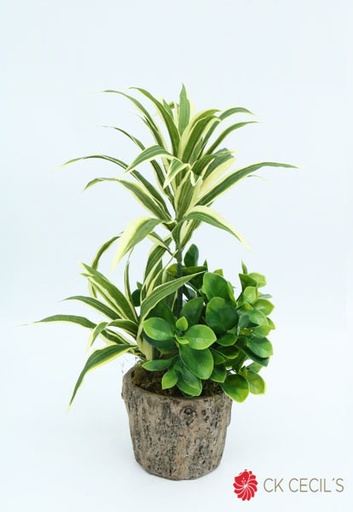 [4130389] DRACENA MIX SIMIL TRONCO 40X20 WH. GREEN