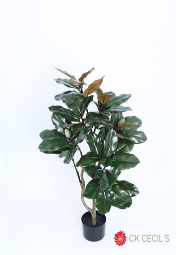 [413535] OAK PLANT 1MTS X 72 LVS T.T. GREEN
