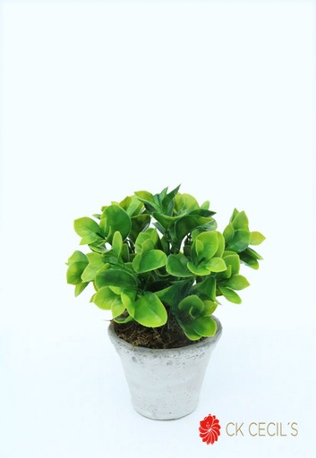 [4130064] ANTIQ MC. RED. C/ANUBIAS 24X20 GREEN