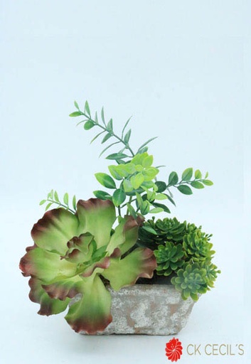 [4130073] CURLY ECHE.MIX RECT.PIED.25X25 GREEN