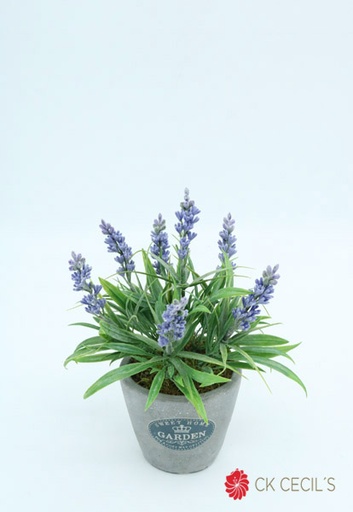 [4130078] ANTIQ GREY CON LAVANDA 19X15CM LAVANDA
