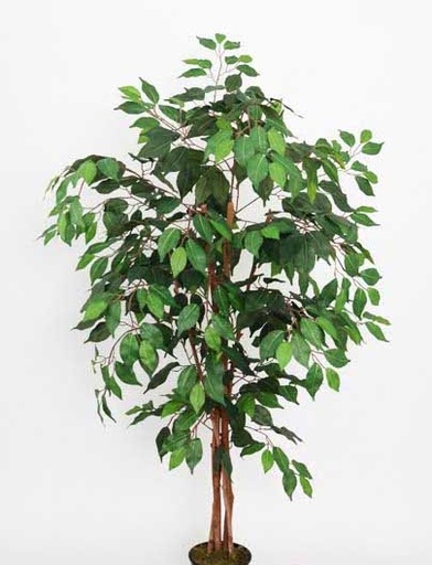 [4130083] FICUS X12 X 1.20MT VERDE