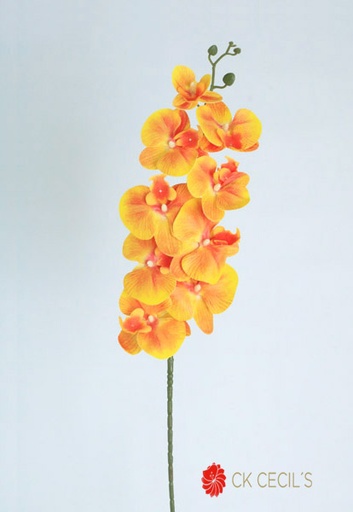 [4130085] PHALEANOPSIS SPRAY X9 X1.05MT ORANGE
