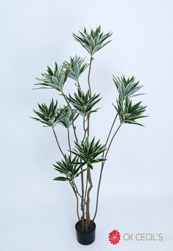 [4130108] DRACENA TREE X12 X336LV.X1.50M GREEN WHITE