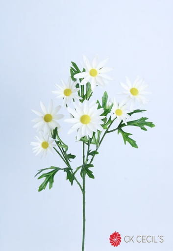 [4130119] ASTER DAISY SPRAY X 74 CM. CREAM
