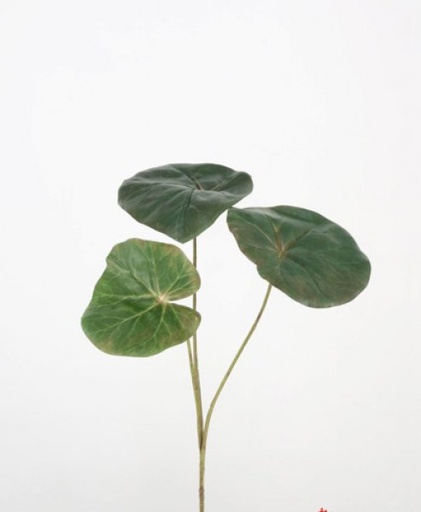 [413472] BEGONIA SPRAY 68 CM. GREEN