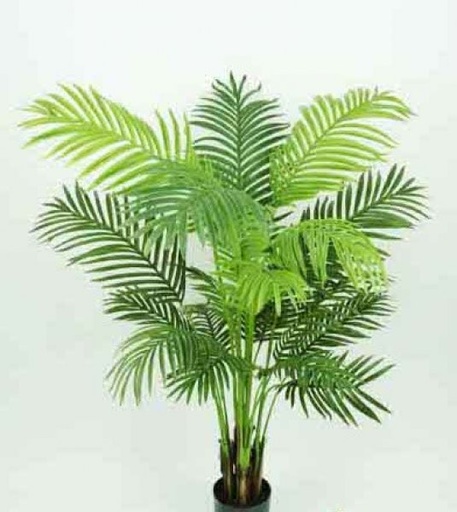 [41373] ARECA PALM NAT. 1.35MT GREEN