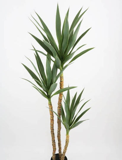 [413660] YUCCA TRUNK 1.60 MTS. 42 LVS. T.T. GREEN