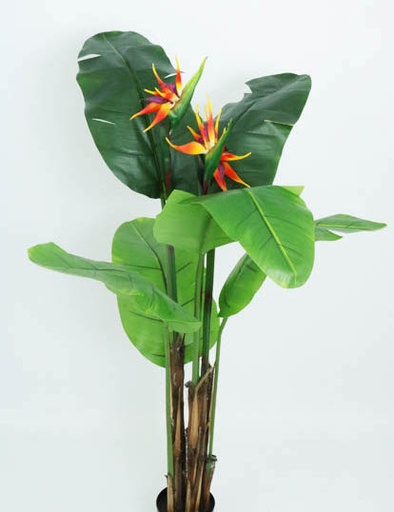 [413747] BIRD OF PARADISE NAT X3FL X6LV T.T. GREEN 1.37 MTS