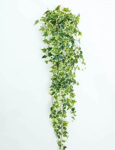 [413770] IVY HANGING BUSH X370LV 1.80MT VARIEGATED