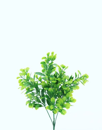 [413901] KALANCHOE BUSH 31 CM. GREEN