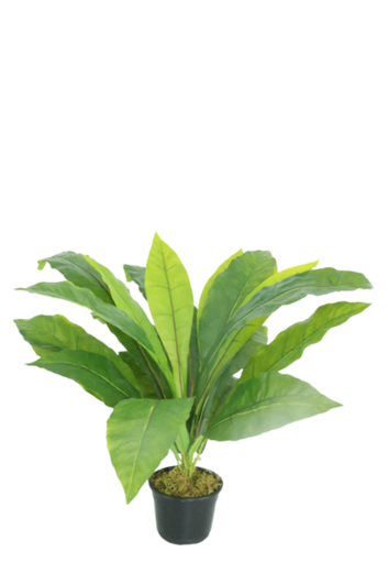 [413961] BIRD NEST FERN NAT X 20 X 54 CM