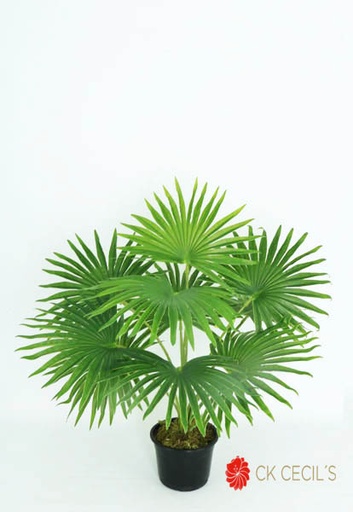 [413968] FOUNTAIN PALM NAT X 55 CM