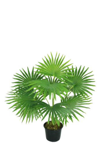 [413968] FOUNTAIN PALM NAT X 55 CM