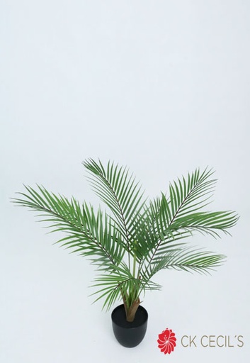 [413063] KENTIA PALM TREE 60 CM. X 8LVS T.T. GREEN