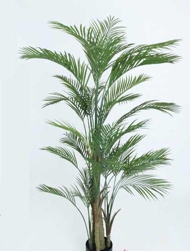 [413169] ARECA PALM TREE 1.83MTS. X 28 LVS 