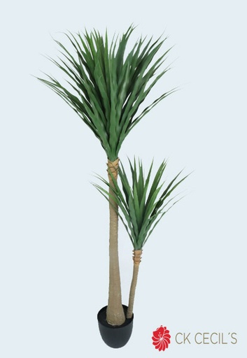 [413071] YUCCA PLANT 1.50MTS X 124 LVS