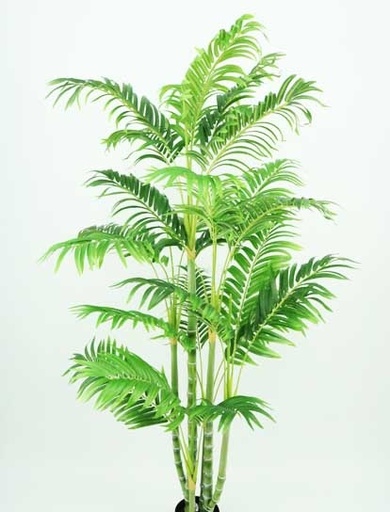 [413072] ARECA PALM TREE 840 LVS 1.52MTS