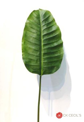 [413107] BANANA LEAF  1MT. NT GREEN